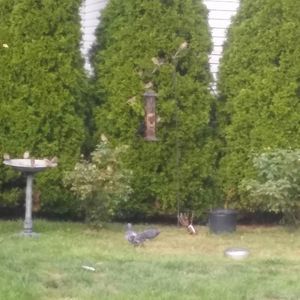 Meet your Posher, Faiza